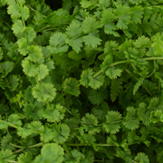 Hardy Fern Athyrium filix-femina 'Frizelliae'